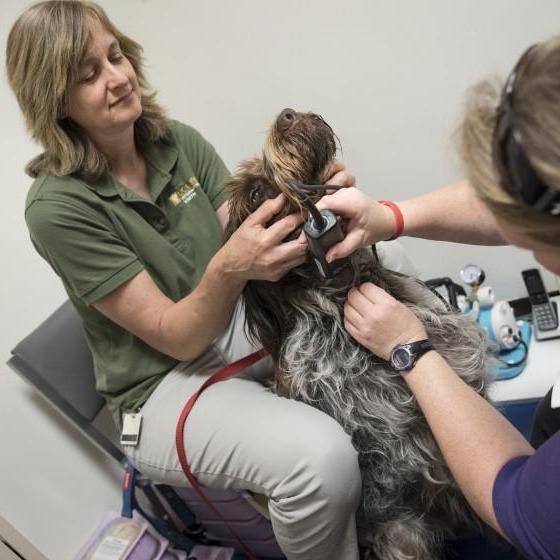 Caged Dogs Used To Be Sole Source Of Canine Blood Supply In California. That’s About To Change