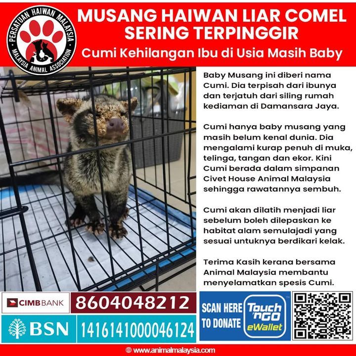 Cumi Baby Musang Berpenyakit Kulit Ditemui Kehilan..