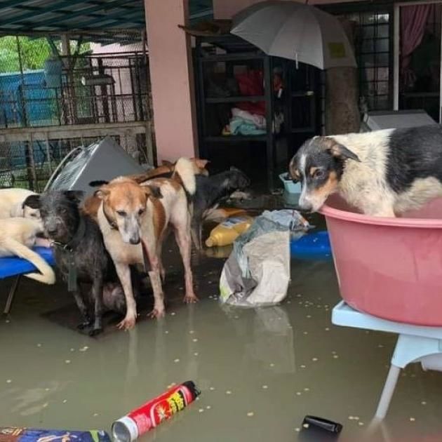 Got A Pet That Fell Sick Or Got Hurt During The Floods? Free Veterinary Treatment Available In Shah Alam From Today | Malay Mail