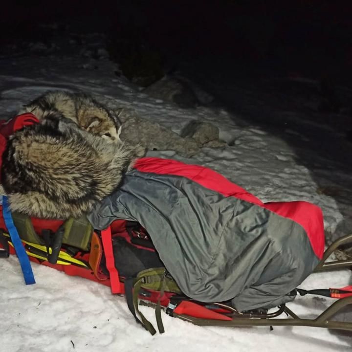 Croatian Rescuers Praise Dogâ€™s Care For Hurt Mountain Hiker