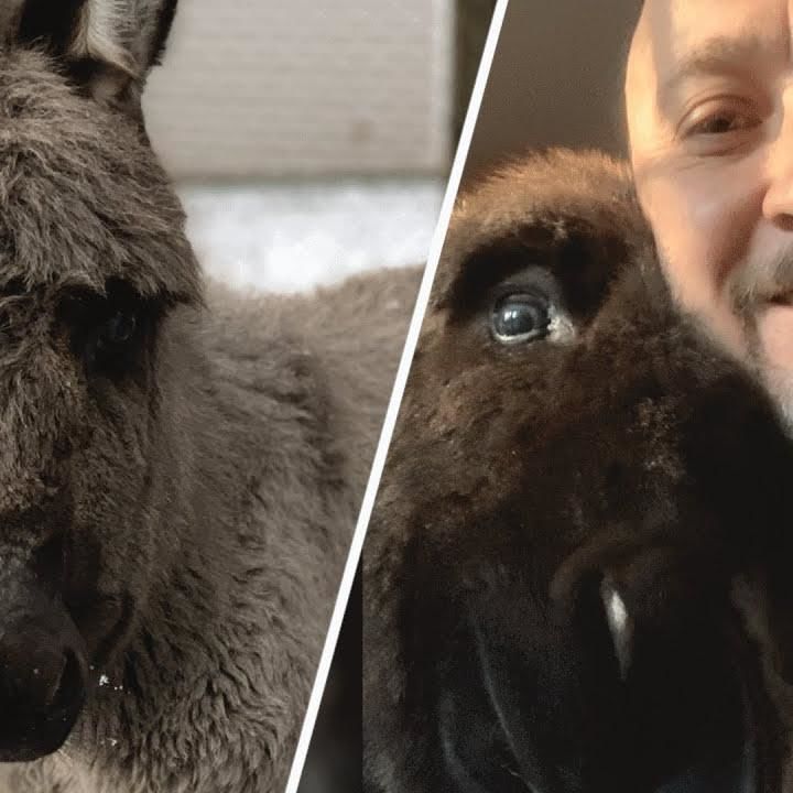Baby Donkey Seems Convinced This Man’s Her Mommy