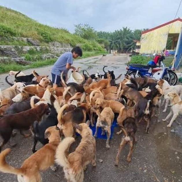 Newly Set Up Animal Welfare Ngo Racing Against Time To Re-Home 300 Strays After Manjung Council Repossesses Land | Malay Mail