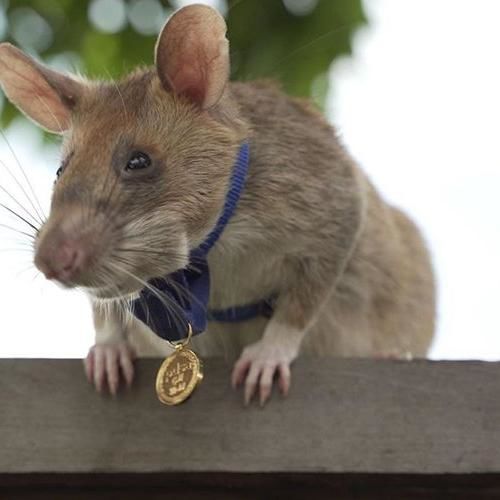 Landmine-Sniffing Hero Rat Magawa Has Died