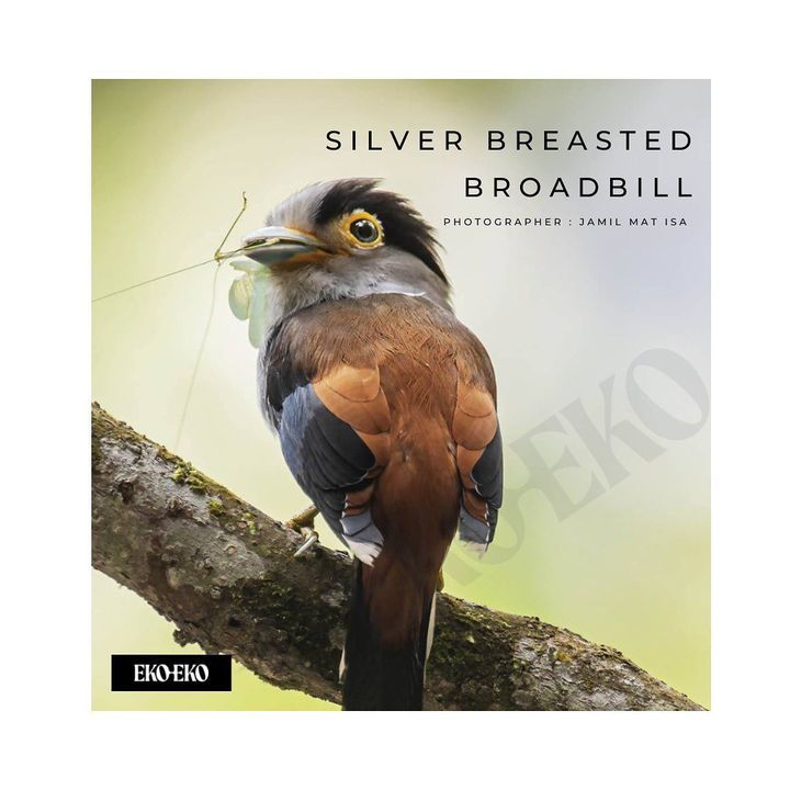 Silver-Breasted Broadbills Are Known As Burung Tad..