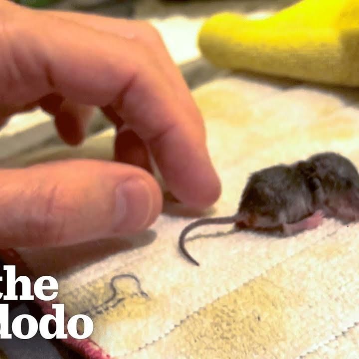 Guy Becomes Momma After Saving A Baby Mouse | The Dodo Little But Fierce