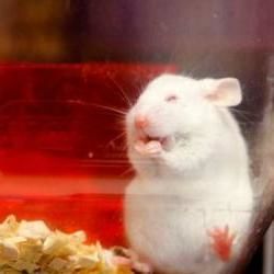 Swiss To Vote On Becoming First Country To Ban Animal Testing