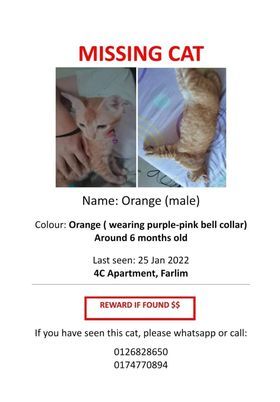 Missing Cat. Name Orange. Sex Male. Age 5 Or 6 Mon SPCA Penang