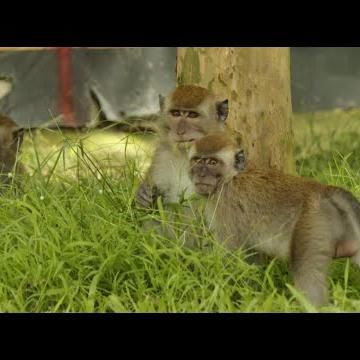 Ep 4 Monkeys: Wild Animals Are Not Pests