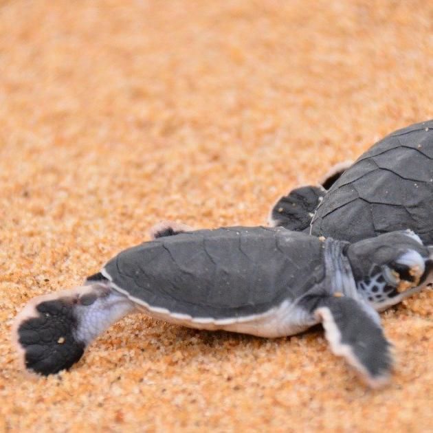 #jom! Do: Raising Awareness On Wild Turtles | New Straits Times