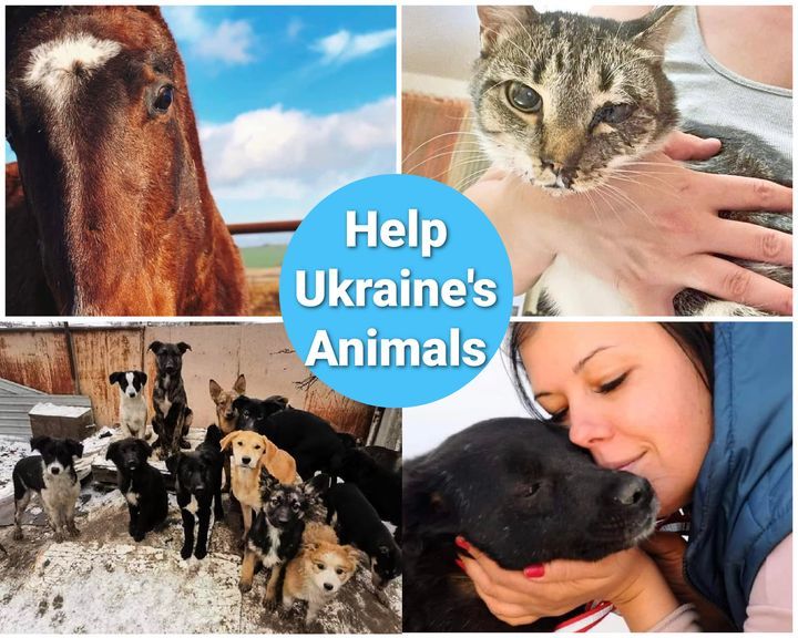 Ukraine War. Please Help The Animal Rescuers Here…