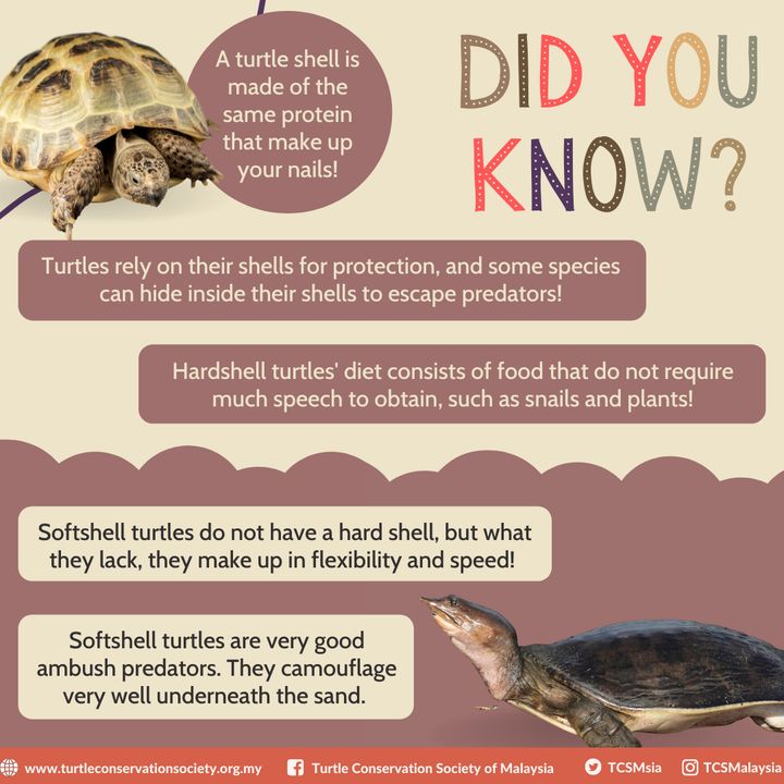 Did You Know That A Turtle’s Shell Is Made Up Of T..