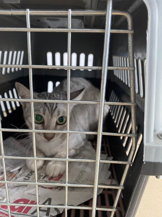 3 Stray Cats Were Caught Last Week From 2 Areas, I..