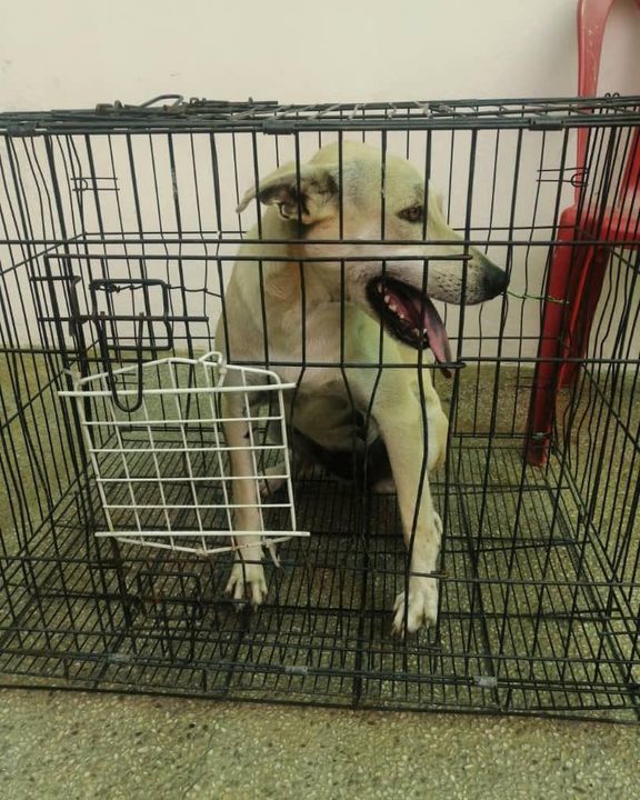 These Two Female Dogs Are Feed By Shirley At A Con..