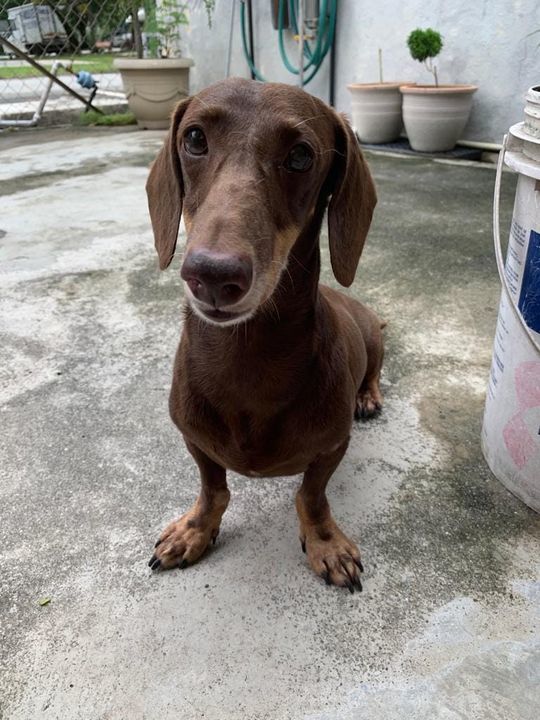 This Senior Daschund Was Found Roaming Around In T..