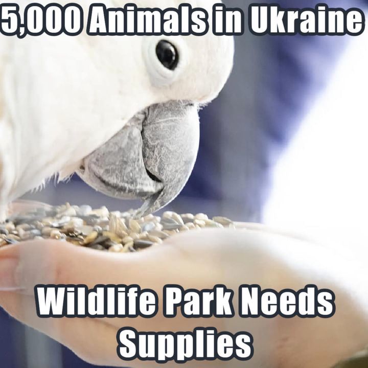 Wildlife Park In Ukraine Hit By Bombs, Plea For Su..