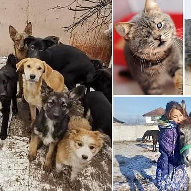 Caretakers At Ukrainian Rescue Shelters Refuse To Leave Animals Behind