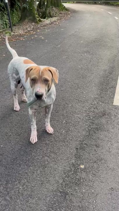 Suspected Abandoned Dog Roaming Around Jalan Teber..