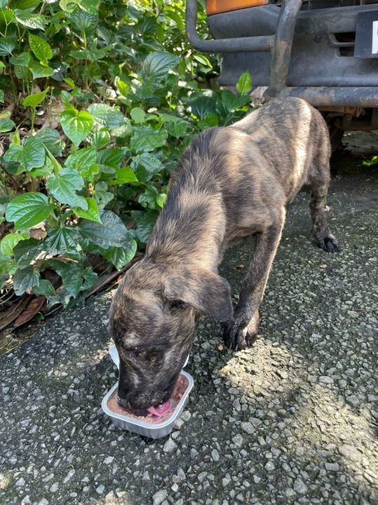 We Are Looking For A Foster Home For This Brindle ..