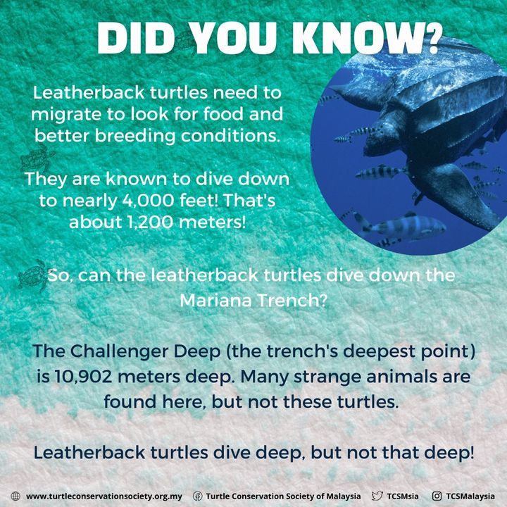 Did You Know That Leatherback Turtles Are Migrator..