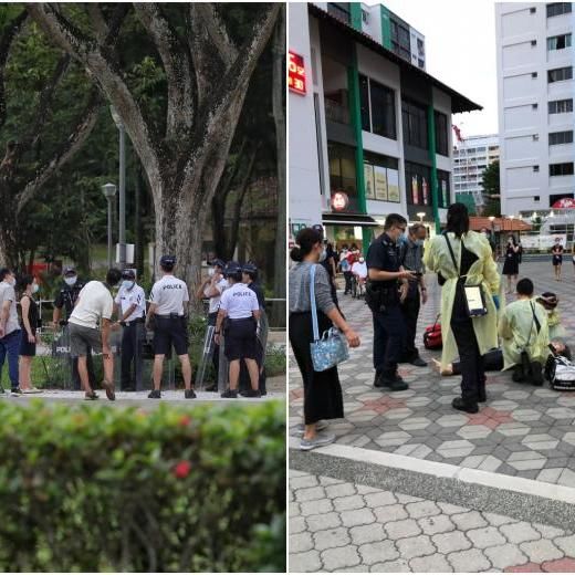 Wild Boar That Injured Woman In Yishun Caught, ‘Euthanised Humanely’