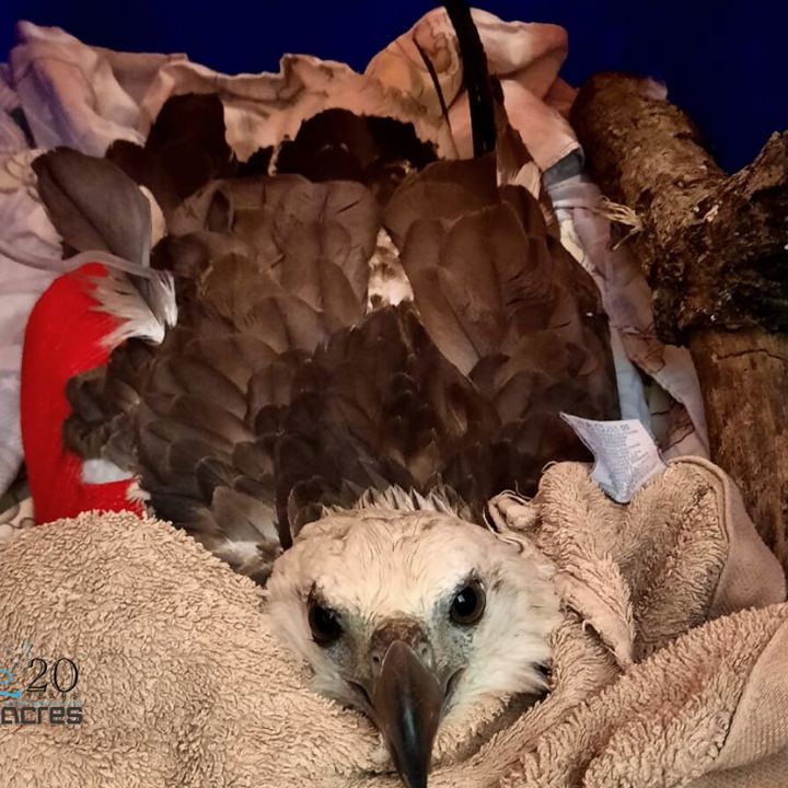 Wildlife Rehab Spotlight Eagle Stood Up. After Res..