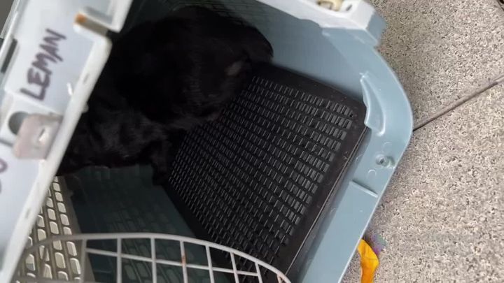 We Released 4 Neutered Cats At Kl Sentral Today. T..