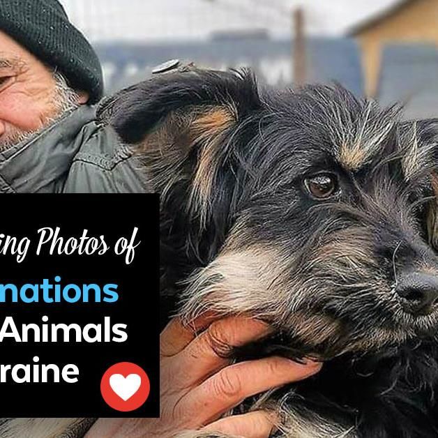 33 Inspiring Photos Of Your Donations Helping Animals Of Ukraine