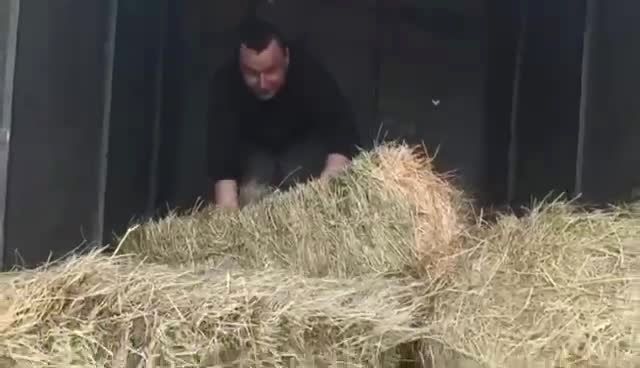 This Video Shows Some Of The Hay We Purchased That..