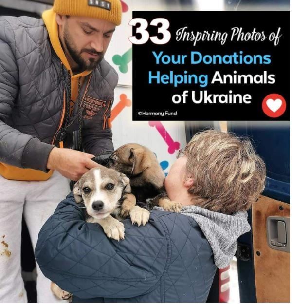 How We’re Helping Ukraine’s Animals Of War. The Ha..