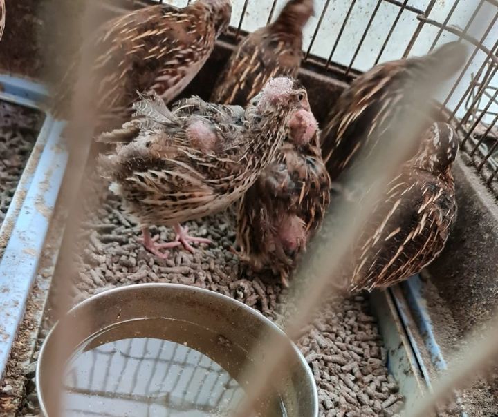 Welfare For Birds Kept As Pets Case 3. As Our Repo..