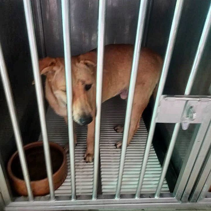 This Male Dog Fed By Chin In Taman Naga Was Caught..