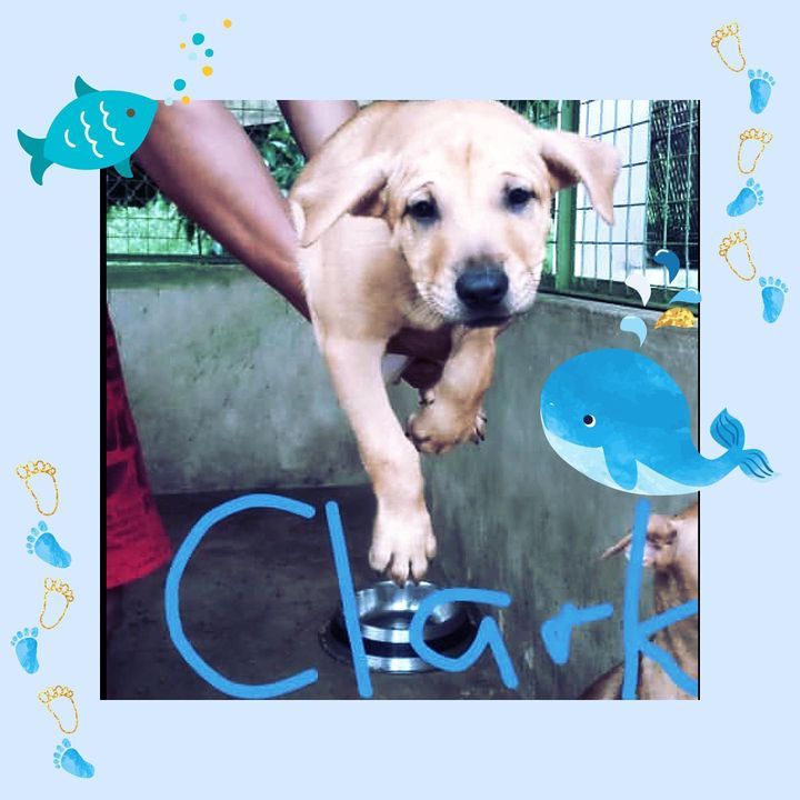 Clark, 2 Months Old, Male. To Adopt, Please Whatsa..