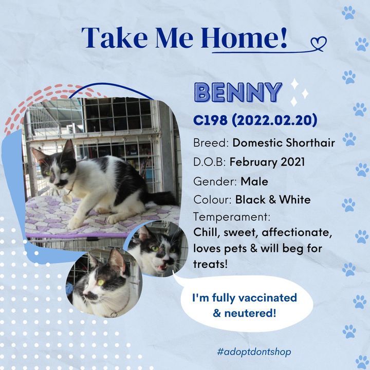 Sweet Boy Benny Is A Calm Sweet Cat. His Favourite..