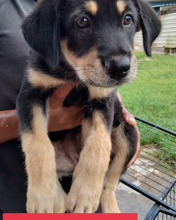 We Have 4 Rottweiler Mixed Female Puppies. Interes..