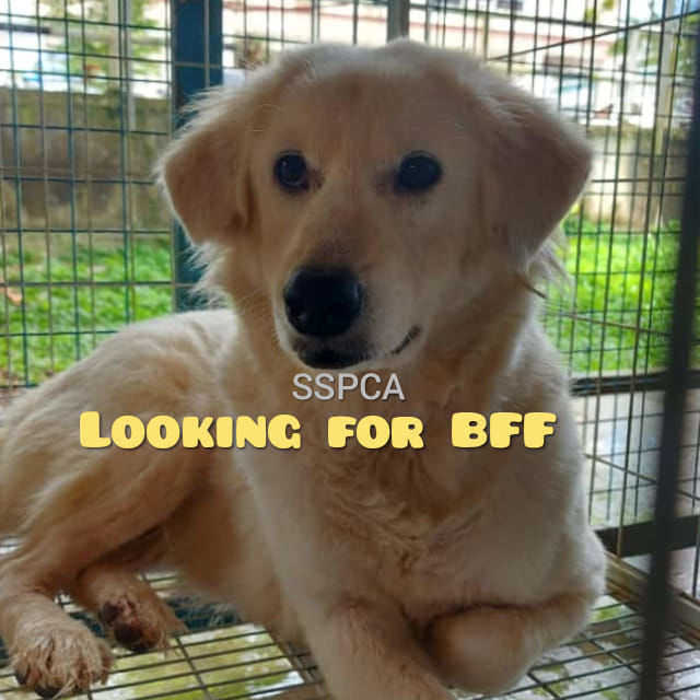 Looking For Bff? You Won’t Go Wrong By Adopting A ..