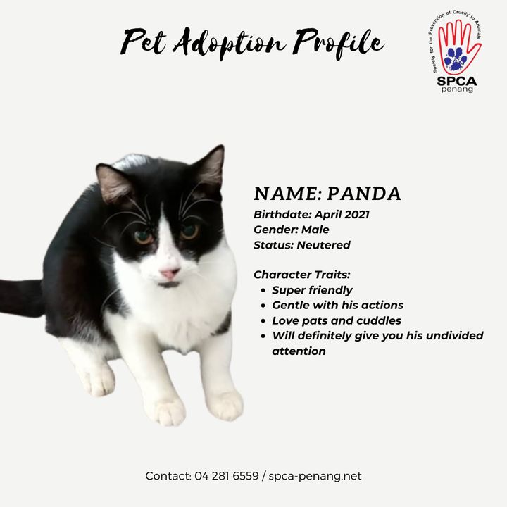Meet Panda – Looking For His Forever Home. If You’..