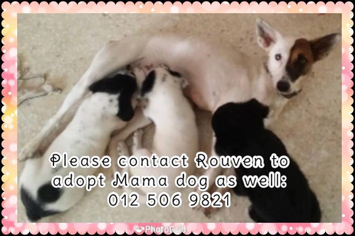 Anyone Wants To Adopt Mama Dog As Well? Please Buz..