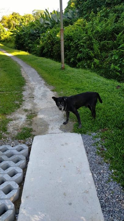 Lost Dog Found Loitering At Park Lane, Near The Ar..