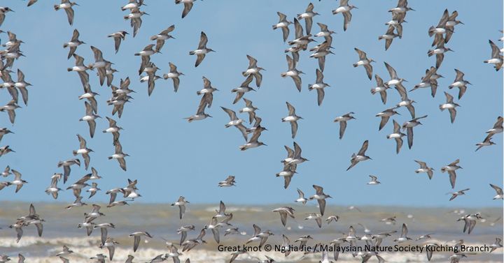 Migratory Shorebirds Travel At The Same Speed As W..
