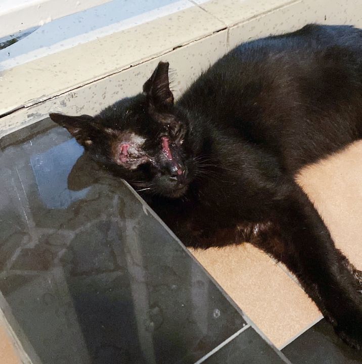 Cat With Wounds On Face. Spcasingapore Was Alerted..