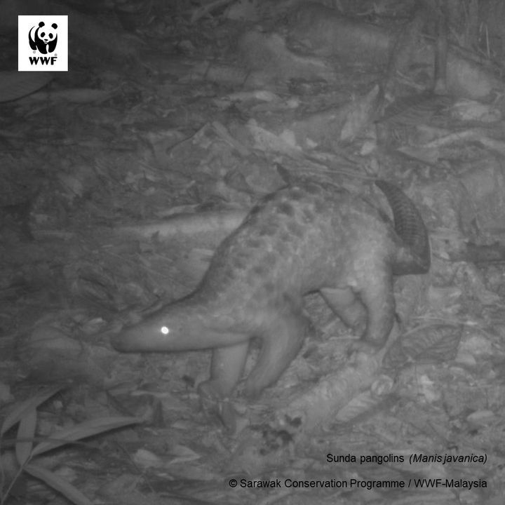 Look At The Animal In This Camera Trap Photo. Dont..