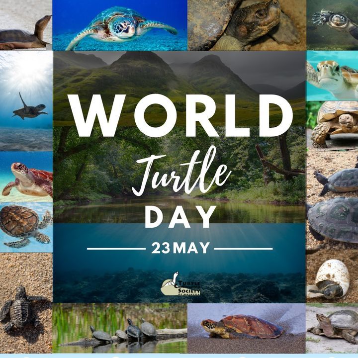 Happy World Turtle Day. We Are Shellebrating World..