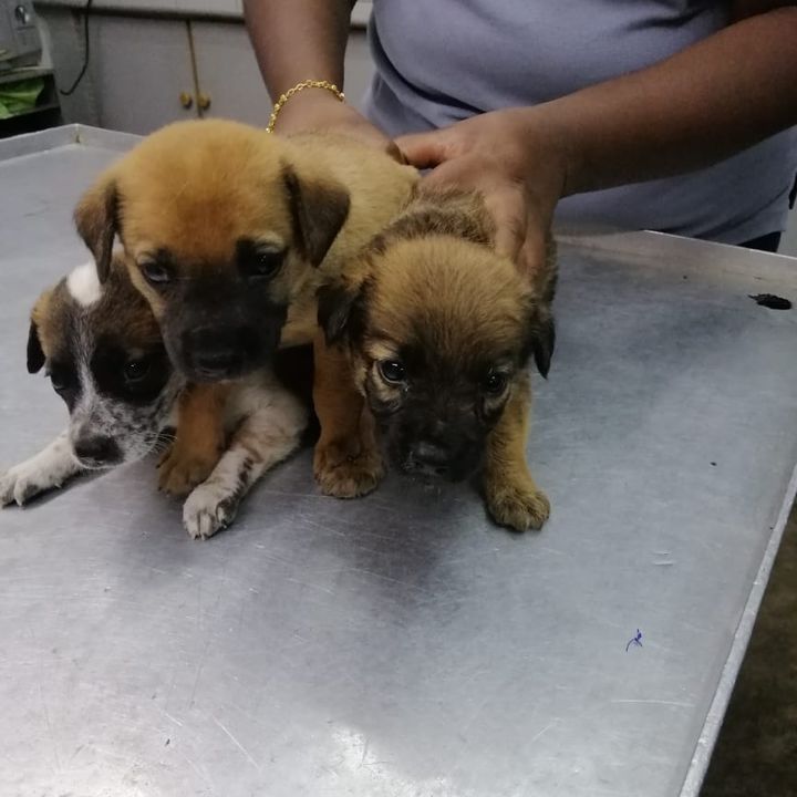 We Need Foster Homes For These Pups For 4-5 Weeks…