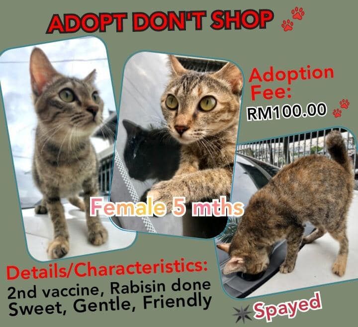 Cats Available For Adoption. Please Visit Our Adop..