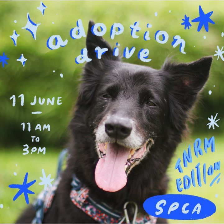 Things To Do This June. Spca Adoption Drive 04. Da..