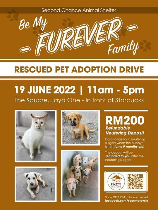Be My Furever Family Adoption Drive, Lets Meet Up ..