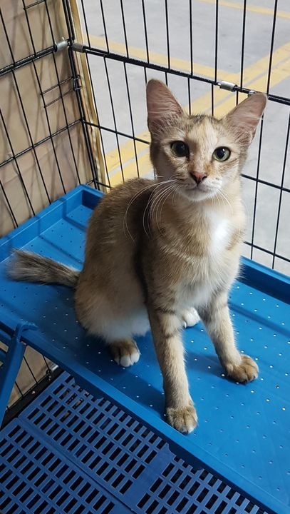 Lovely Female Cat For Adoption. Name Popo. Gender ..