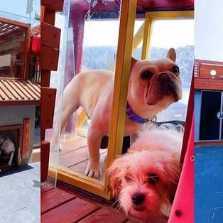 33-Year-Old Man In China Spends Over Rm215,000 To Build Luxury Playground For His Pet Dogs