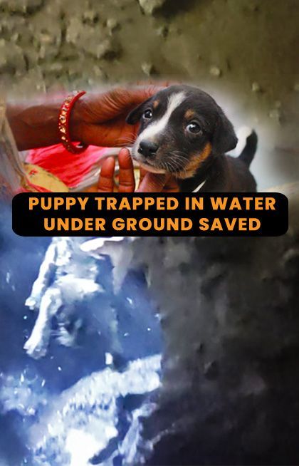 It Took A Whole Team To Rescue This Little One!