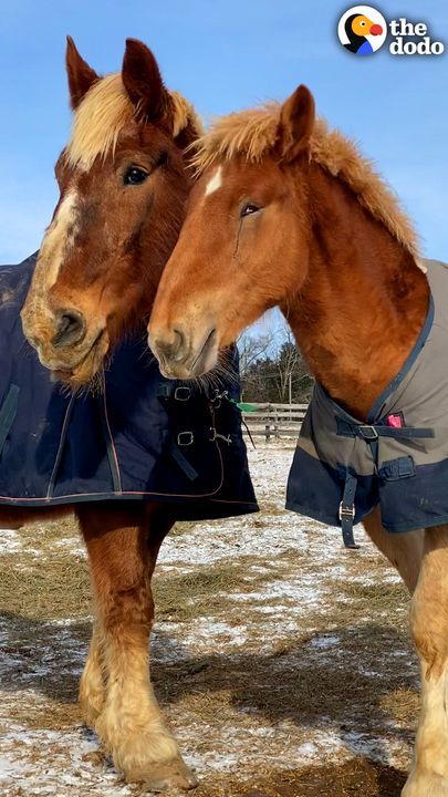 Blind Baby Horse Was So Clumsy Until His Mom Started Guiding Him